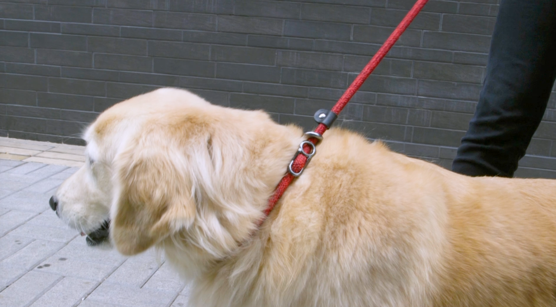 HIGH5DOGS - デザイン感覚を重視した愛犬家たちのためのライフスタイル
