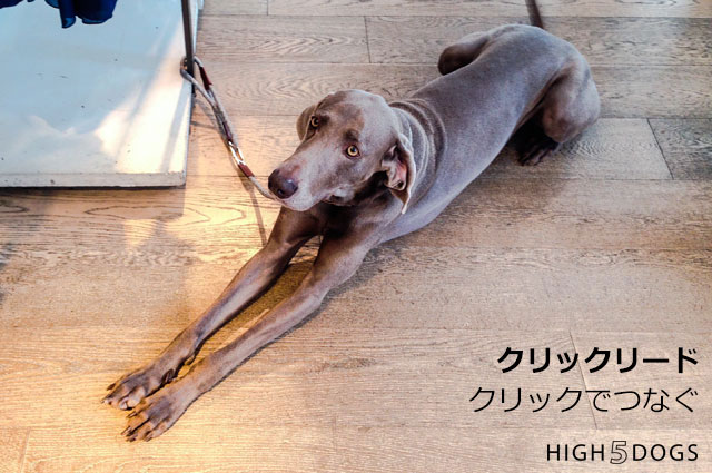 【HIGH5DOGS】クリックリード