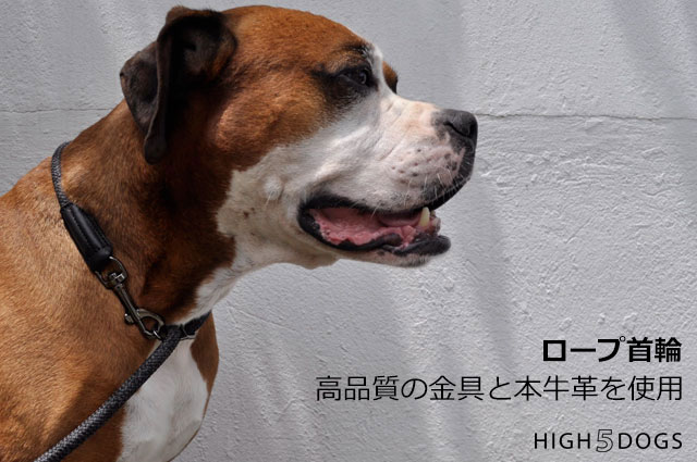 HIGH5DOGS - デザイン感覚を重視した愛犬家たちのためのライフスタイル